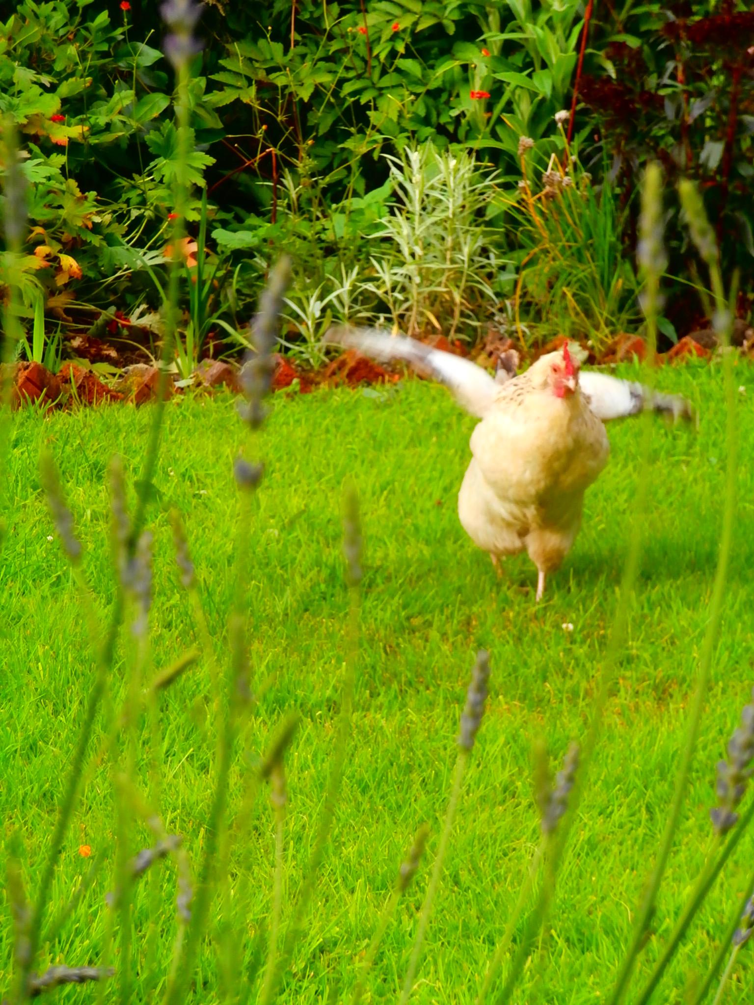 one of our free range hens
